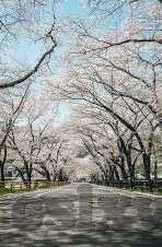 糖心app苹果版-探访糖心App的苹果版，多媒体互动的新篇章